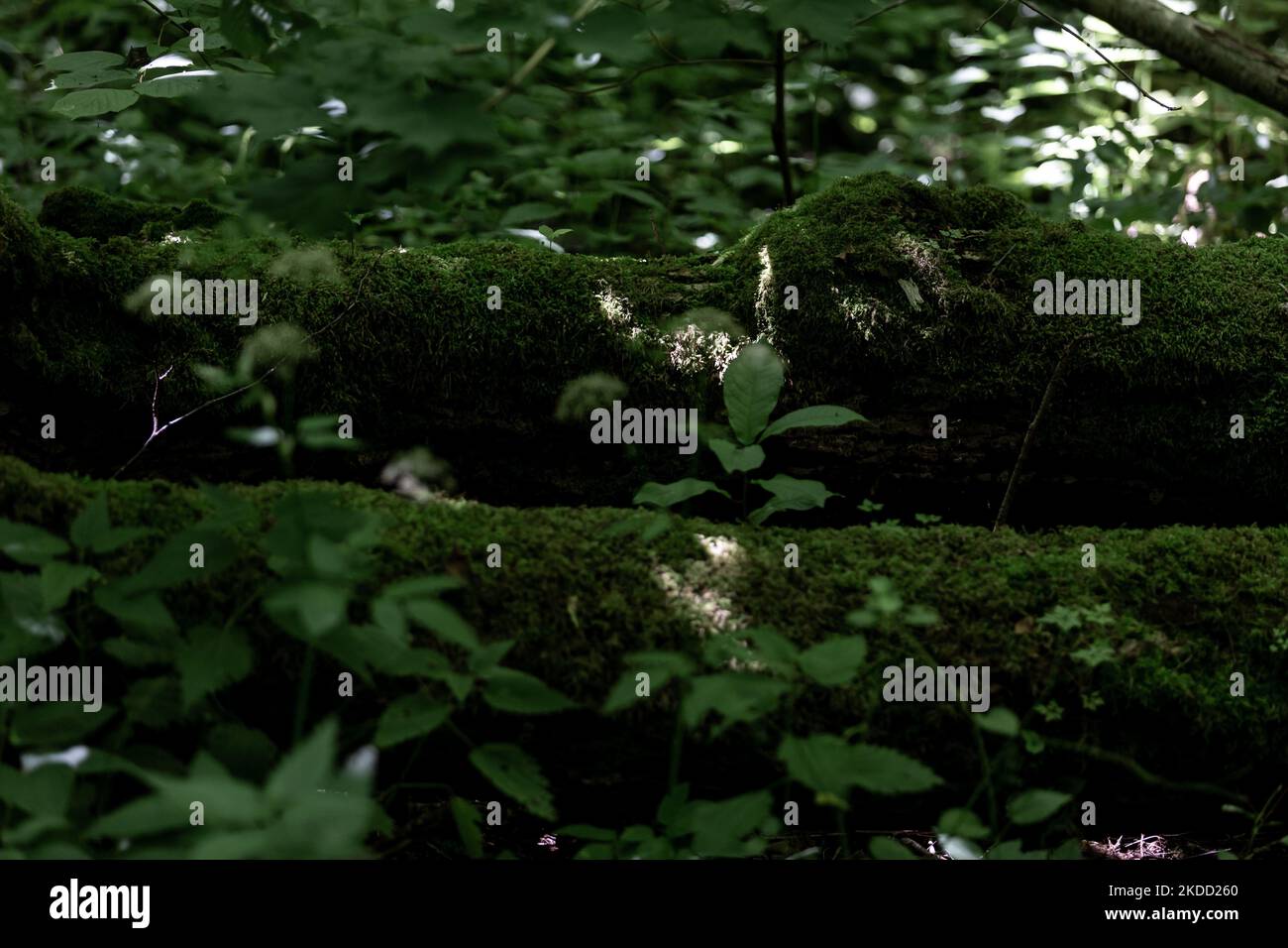 Des arbres tombés avec de la mousse sont vus dans la forêt de Bialowieza comme le parc national est entièrement ouvert au touriste pour la première fois depuis septembre 2021, lorsque la Pologne interdit d'entrer dans la zone près de la frontière biélorusse - 1 juillet 2022 à Bialowieza, Pologne. L'interdiction a été levée alors que la Pologne construit une barrière en acier de 186 kilomètres de long et de 5,5 mètres de haut avec des barbelés à la frontière entre la Pologne et le Belarus, qui est aussi la frontière de l'Union européenne et de l'OTAN. La décision a été prise après que des milliers de migrants, principalement de Syrie, d'Irak et d'Afghanistan, aient tenté de traverser la Biélorussie en Pologne. Une partie de la barrière passe Banque D'Images