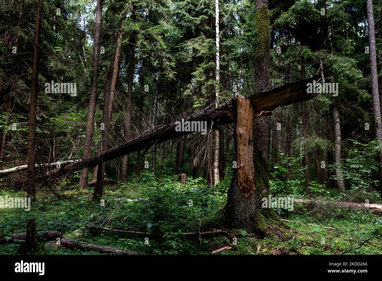 Des arbres tombés avec de la mousse sont vus dans la forêt de Bialowieza comme le parc national est entièrement ouvert au touriste pour la première fois depuis septembre 2021, lorsque la Pologne interdit d'entrer dans la zone près de la frontière biélorusse - 1 juillet 2022 à Bialowieza, Pologne. L'interdiction a été levée alors que la Pologne construit une barrière en acier de 186 kilomètres de long et de 5,5 mètres de haut avec des barbelés à la frontière entre la Pologne et le Belarus, qui est aussi la frontière de l'Union européenne et de l'OTAN. La décision a été prise après que des milliers de migrants, principalement de Syrie, d'Irak et d'Afghanistan, aient tenté de traverser la Biélorussie en Pologne. Une partie de la barrière passe Banque D'Images