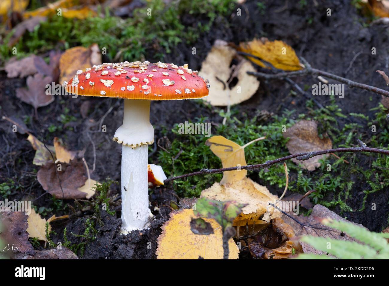 Un gros plan d'Amanita muscaria (mouche agarique ou mouche amanita) un champignon toxique parmi les feuilles et la mousse Banque D'Images