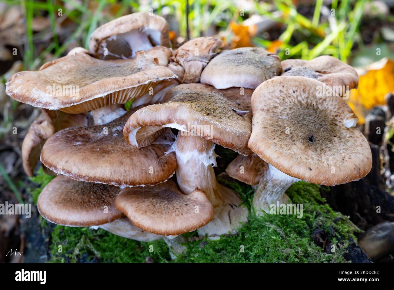 Un gros plan de la grappe de champignons Armillaria ostoyae (champignon du miel) qui pousse sur la mousse Banque D'Images