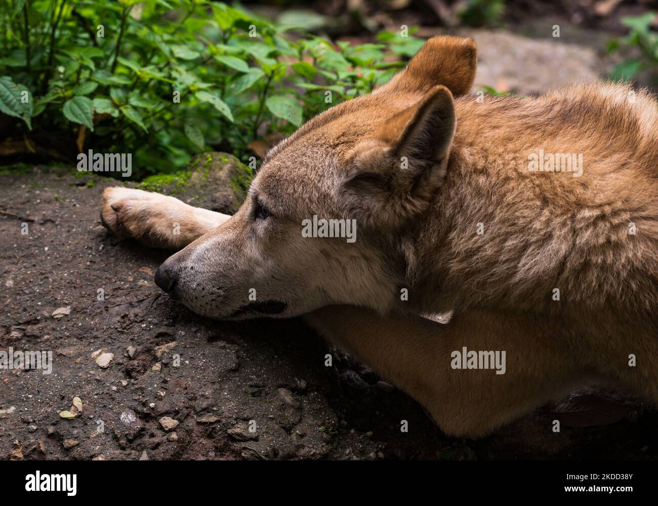 Plusieurs biologues indiens ont suggéré que le loup himalayan (Canis lupus himalayensis Gray) soit reconnu comme une espèce de canidés en danger critique, distincte de Canis lupus. Les résultats de l'analyse de l'ADN mitochondrial suggèrent que le loup himalayan est phylogénétiquement distinct du loup tibétain, en Inde et au Népal sont inscrits à l'Annexe I de la CITES (Convention sur le commerce international des espèces de faune et de flore sauvages menacées d'extinction) comme étant en voie de disparition en raison du commerce international. La population de loups himalayens ne se trouve que dans la partie supérieure de la région trans-himalayenne de l'Inde, à travers les deux plus septentrionales de la Sta Banque D'Images