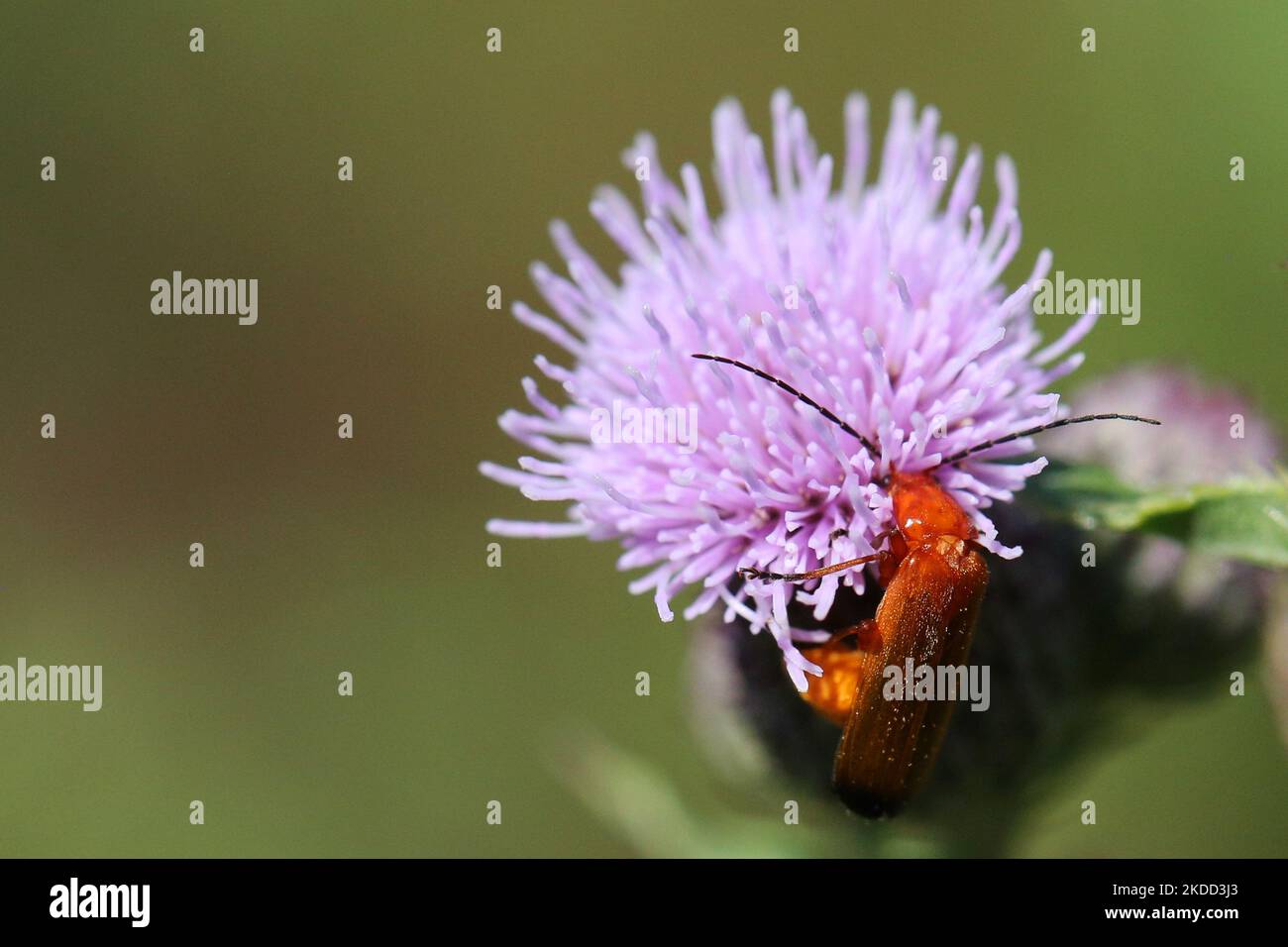 Le coléoptère commun des soldats rouges (Rhagonycha fulva) à Markham, Ontario, Canada, on 02 juillet 2022. (Photo de Creative Touch Imaging Ltd./NurPhoto) Banque D'Images