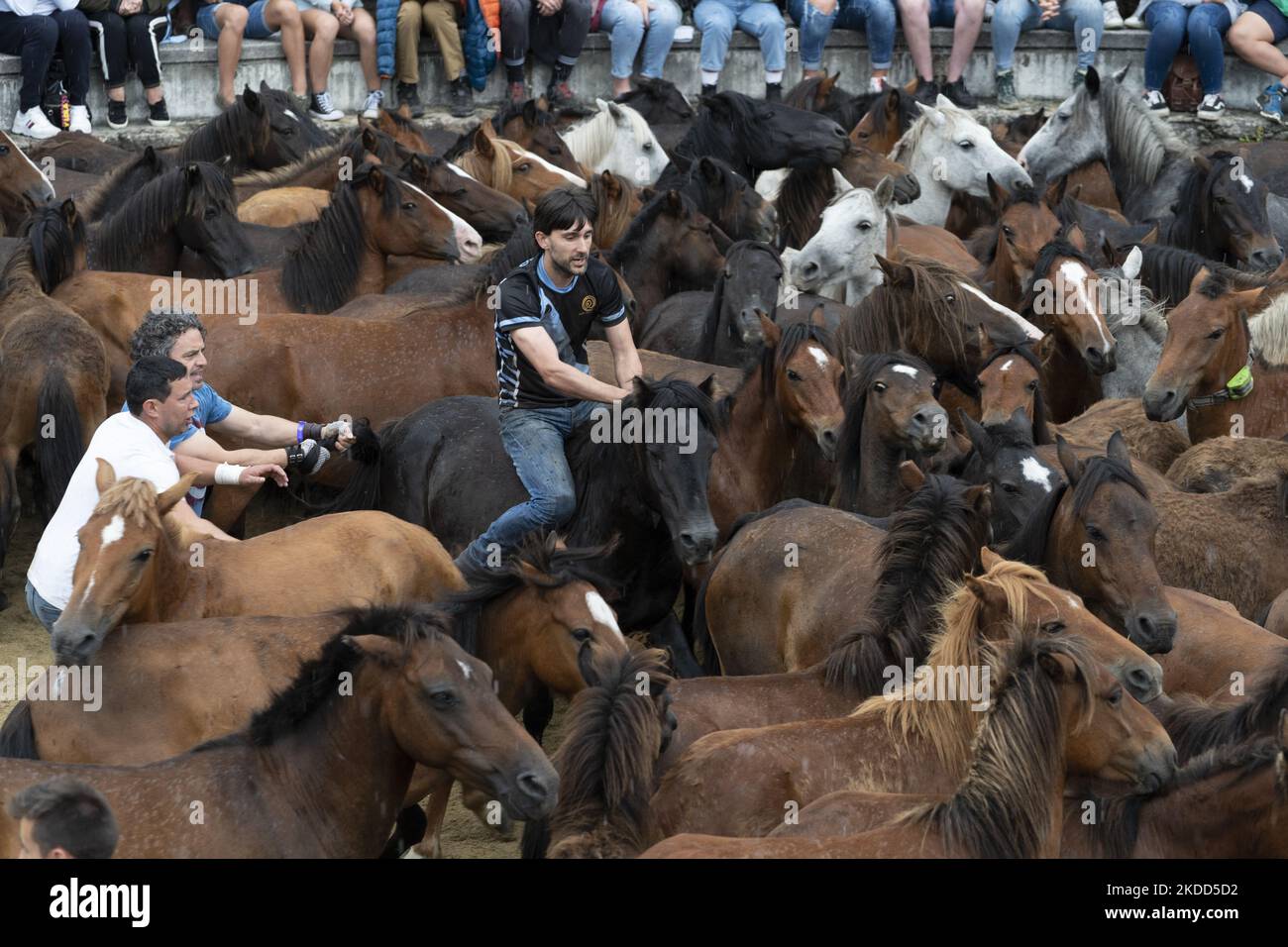 ''Rapa das Bestas''. Chaque année depuis le XVIIe siècle, dans la petite ville de Sabucedo, ''aloitadores'' coupe les manes des chevaux sauvages. Les gens de Sabucedo vont dans les montagnes près de la ville pour capturer les chevaux et les ramener pour célébrer cette tradition. Quand ils ont fini la coupe des manes, ils ont libéré de nouveau les chevaux dans les montagnes, à Sabucedo, Galice, Espagne, sur 3 juillet, 2022. Banque D'Images