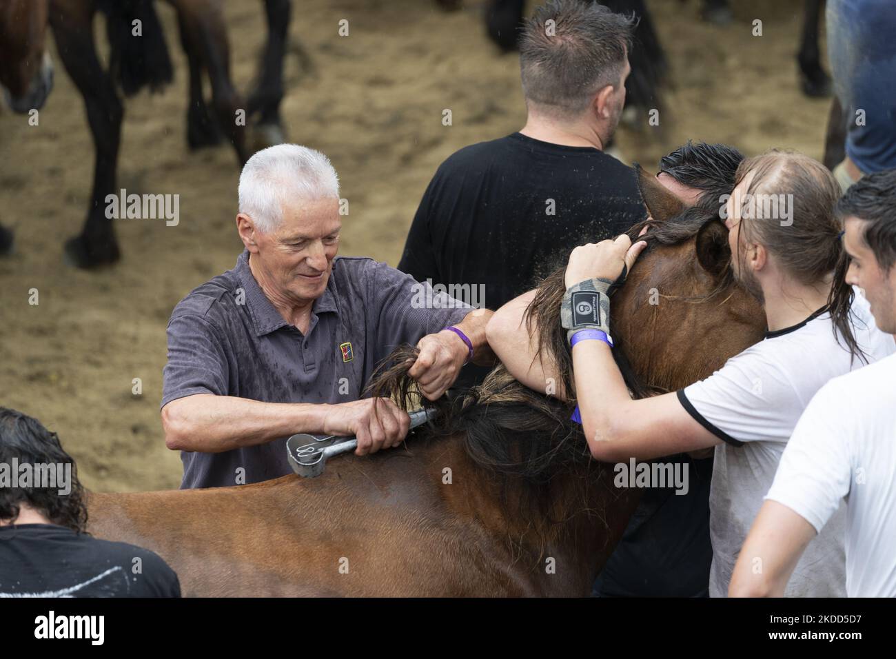 ''Rapa das Bestas''. Chaque année depuis le XVIIe siècle, dans la petite ville de Sabucedo, ''aloitadores'' coupe les manes des chevaux sauvages. Les gens de Sabucedo vont dans les montagnes près de la ville pour capturer les chevaux et les ramener pour célébrer cette tradition. Quand ils ont fini la coupe des manes, ils ont libéré de nouveau les chevaux dans les montagnes, à Sabucedo, Galice, Espagne, sur 3 juillet, 2022. Banque D'Images