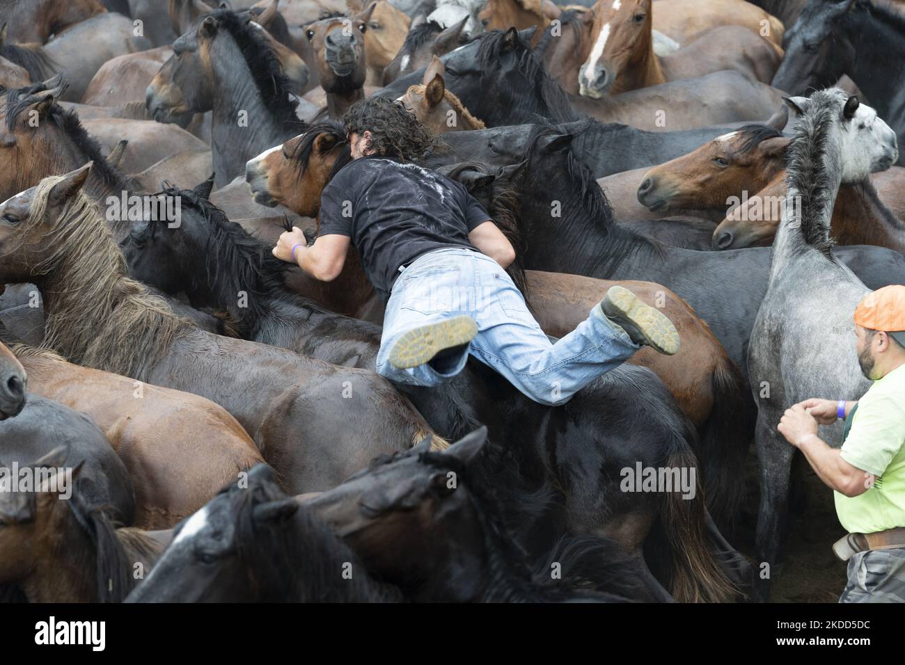 ''Rapa das Bestas''. Chaque année depuis le XVIIe siècle, dans la petite ville de Sabucedo, ''aloitadores'' coupe les manes des chevaux sauvages. Les gens de Sabucedo vont dans les montagnes près de la ville pour capturer les chevaux et les ramener pour célébrer cette tradition. Quand ils ont fini la coupe des manes, ils ont libéré de nouveau les chevaux dans les montagnes, à Sabucedo, Galice, Espagne, sur 3 juillet, 2022. Banque D'Images