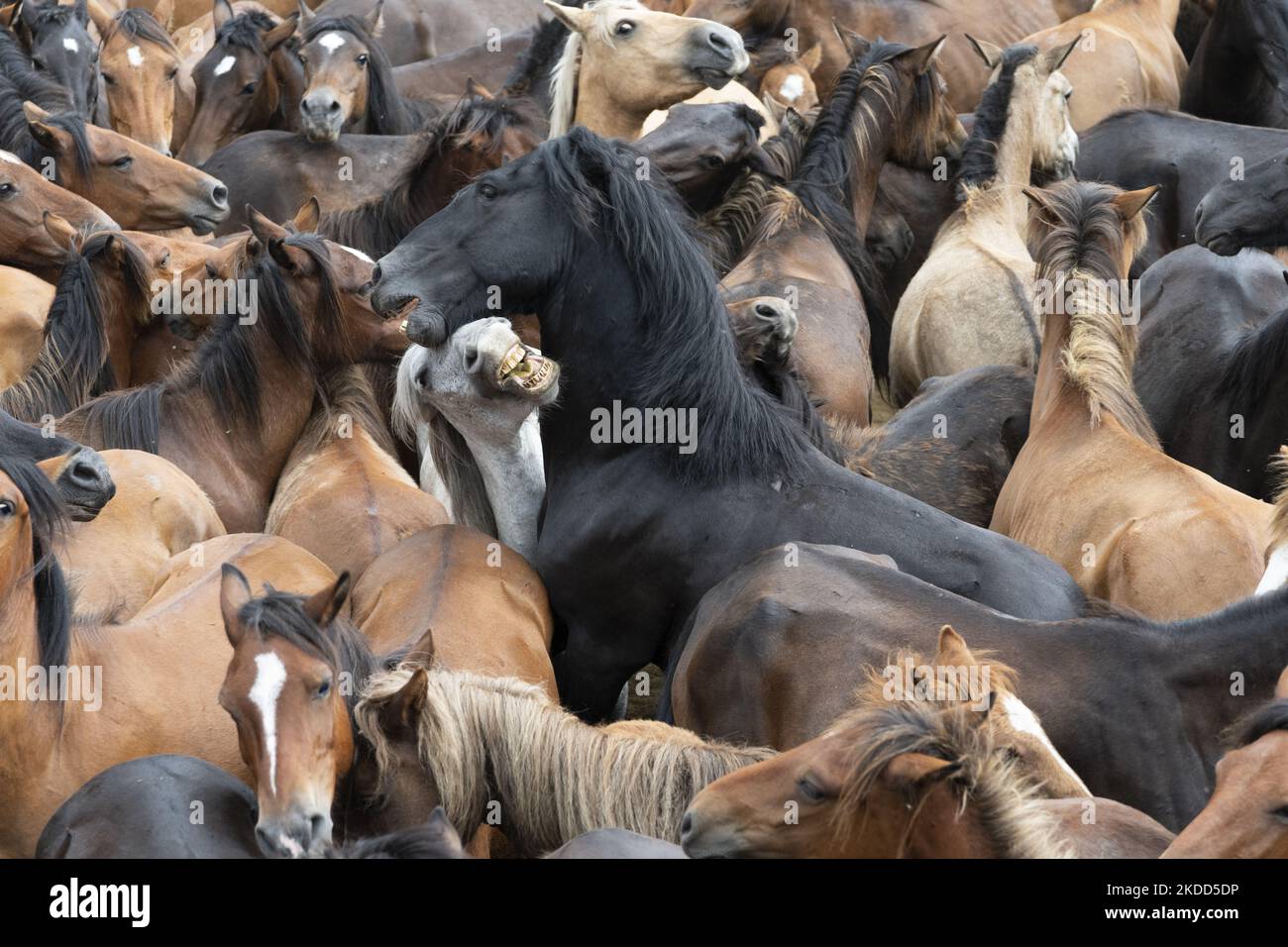 ''Rapa das Bestas''. Chaque année depuis le XVIIe siècle, dans la petite ville de Sabucedo, ''aloitadores'' coupe les manes des chevaux sauvages. Les gens de Sabucedo vont dans les montagnes près de la ville pour capturer les chevaux et les ramener pour célébrer cette tradition. Quand ils ont fini la coupe des manes, ils ont libéré de nouveau les chevaux dans les montagnes, à Sabucedo, Galice, Espagne, sur 3 juillet, 2022. Banque D'Images