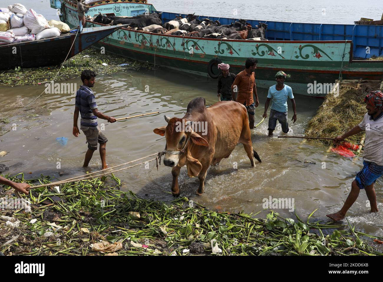 Les commerçants de bétail déchargent un boeuf d'un bateau près d'un marché de bétail avant le festival musulman d'Eid al-Adha ou le 'Festival du sacrifice' à Dhaka, Bangladesh sur 04 juillet 2022. (Photo de Kazi Salahuddin Razu/NurPhoto) Banque D'Images