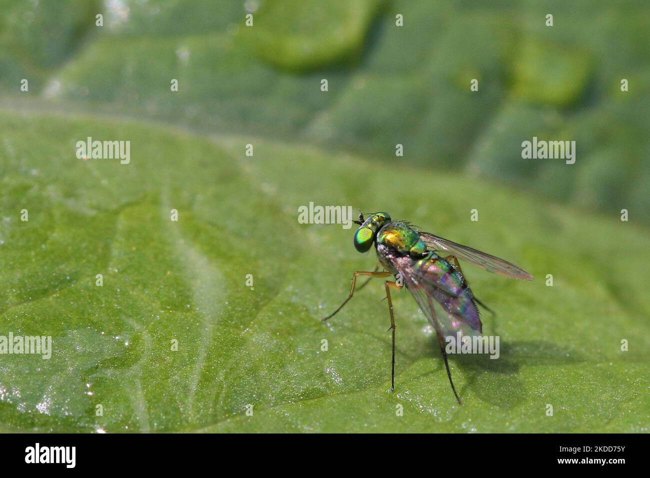 Mouche à long pattes (Condylostylus inermis) sur une feuille à Toronto, Ontario, Canada, on 03 juillet 2022. (Photo de Creative Touch Imaging Ltd./NurPhoto) Banque D'Images