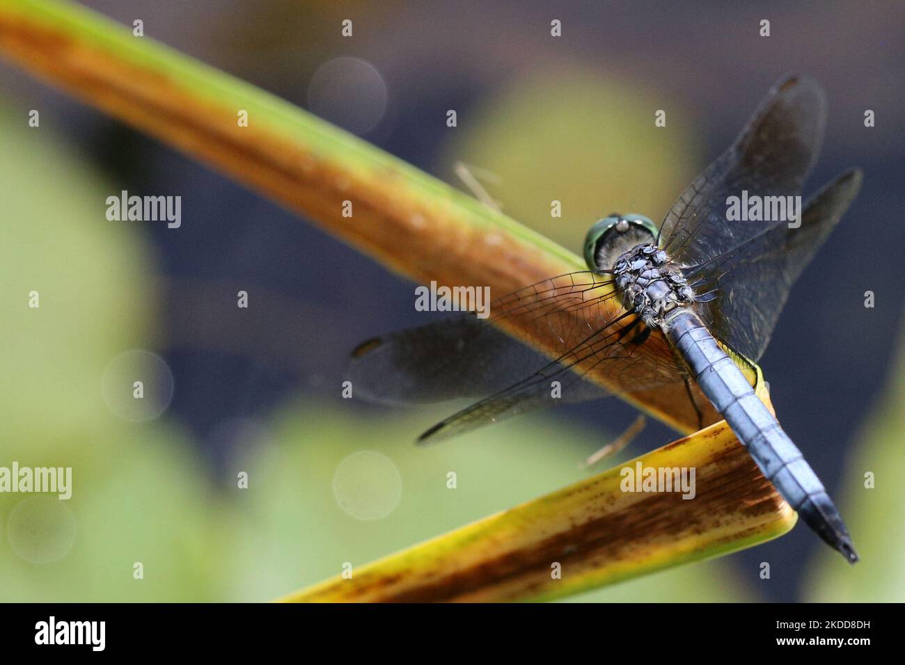 Grande lésinque bleue (Libellula vibrans) libellule à Markham, Ontario, Canada, on 02 juillet 2022. (Photo de Creative Touch Imaging Ltd./NurPhoto) Banque D'Images