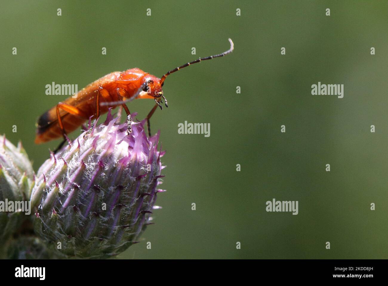 Coléoptère de soldat rouge (Rhagonycha fulva) sur une usine de chardon à Markham, Ontario, Canada, on 03 juillet 2022. (Photo de Creative Touch Imaging Ltd./NurPhoto) Banque D'Images