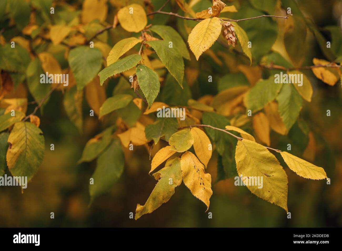 Un cliché sélectif de feuilles d'automne en vert jaunâtre sur un fond flou d'un parc Banque D'Images Un cliché sélectif de feuilles d'automne en vert jaunâtre sur un fond flou d'un parc Banque D'Images