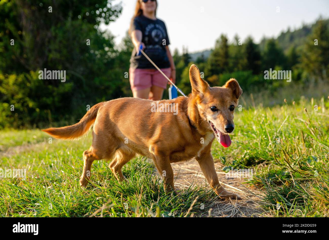 Un chien heureux lors d'une promenade quotidienne avec son fier propriétaire. Avoir un chien si heureux est une joie dans n'importe quelle situation. Banque D'Images