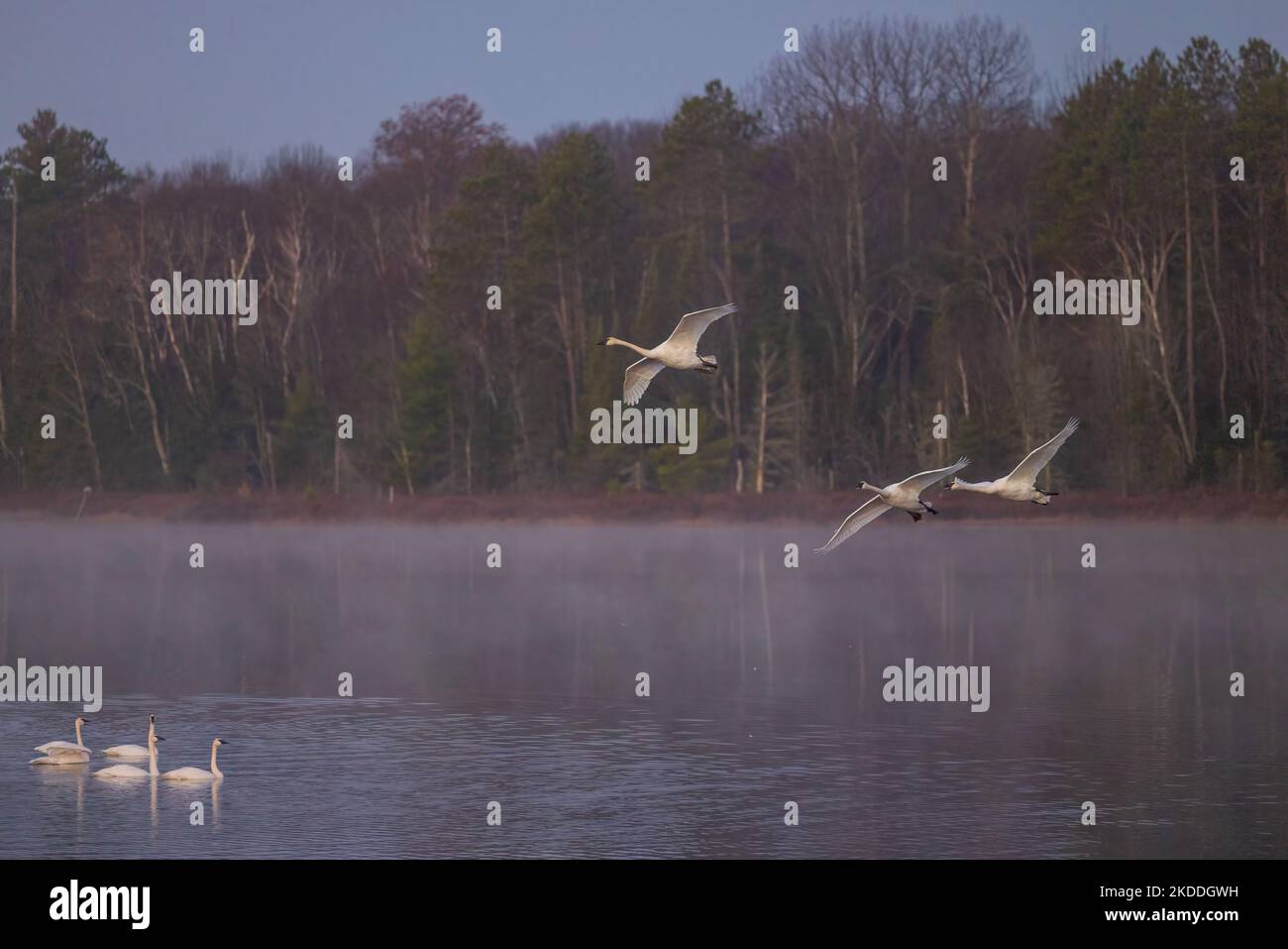 Cygnes trompettes sur le lac Little Clam, dans le nord du Wisconsin. Banque D'Images