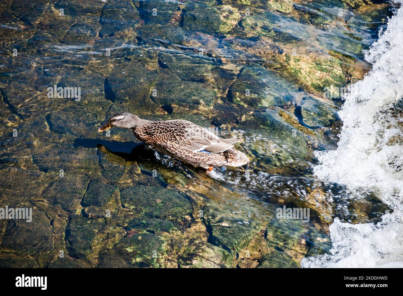 Canard colvert femelle nageant jusqu'à une rivière Banque D'Images