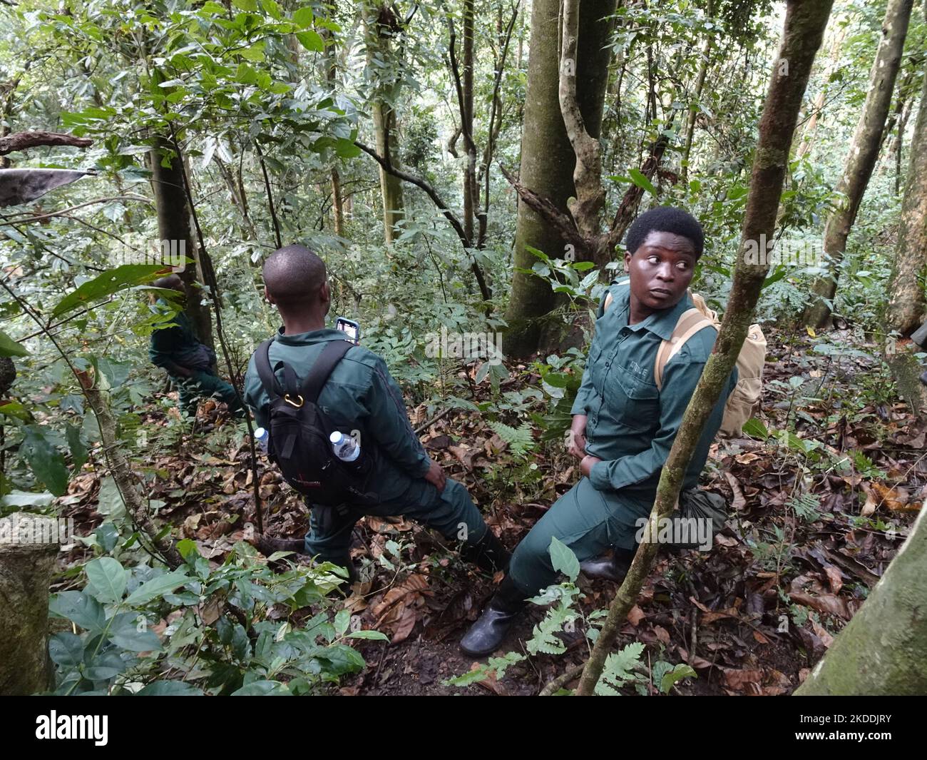 Parc national de Nyuwenge, Rwanda, 29th août, 2022 porteurs regardant dans la voûte d'arbres, à la recherche de chimpanzés pour les touristes à voir. Parc national de Nyungwe, Rwanda. Banque D'Images