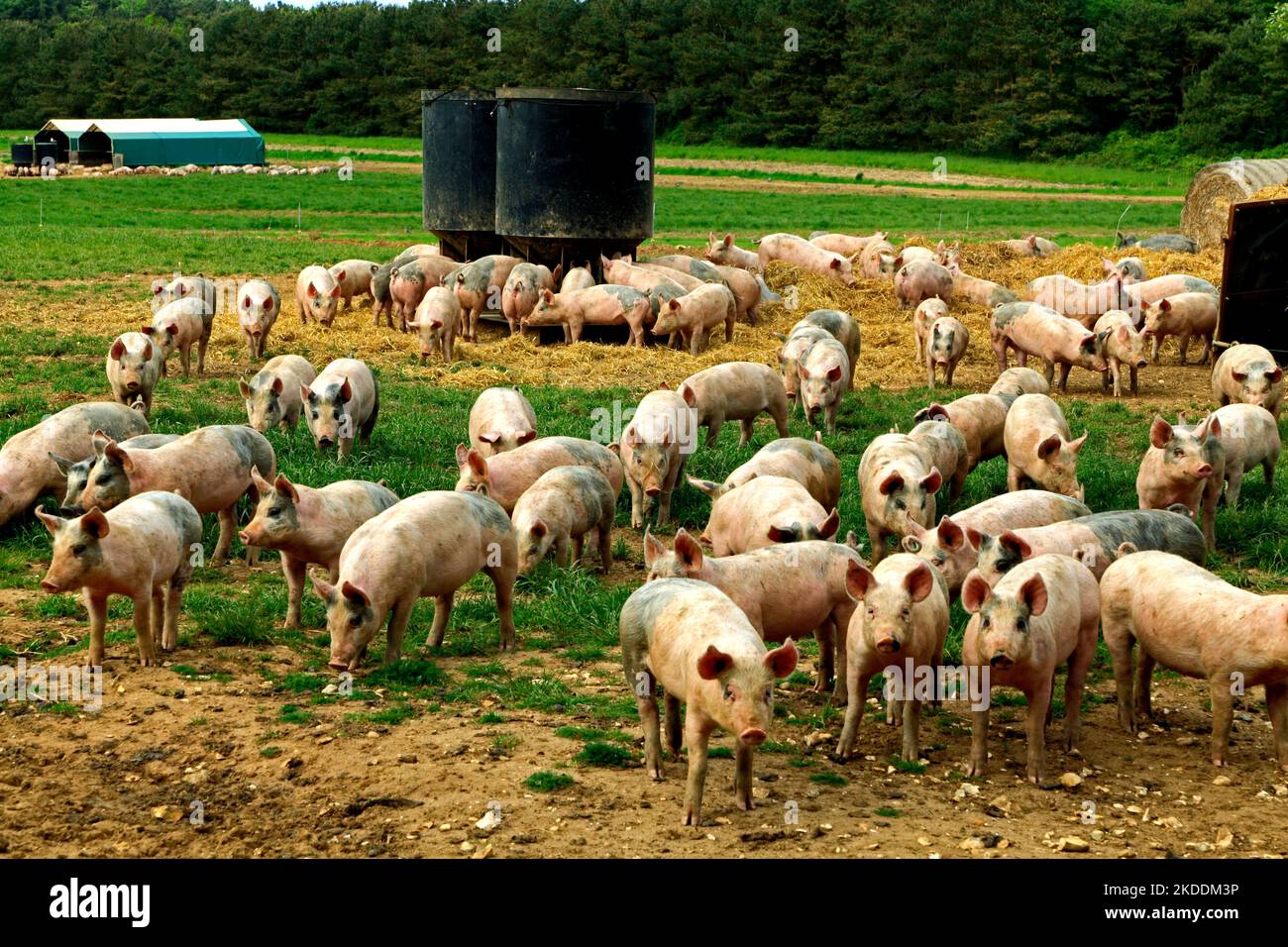 Exploitation porcine, les porcelets élevés en plein champ, Norfolk, Angleterre, Royaume-Uni Banque D'Images