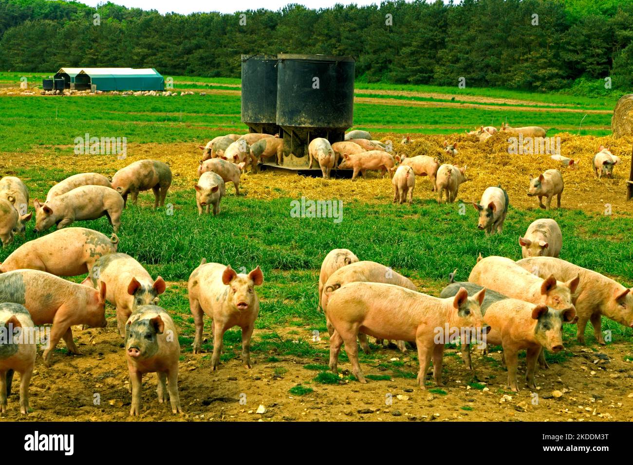 Exploitation porcine, les porcelets élevés en plein champ, Norfolk, Angleterre, Royaume-Uni Banque D'Images