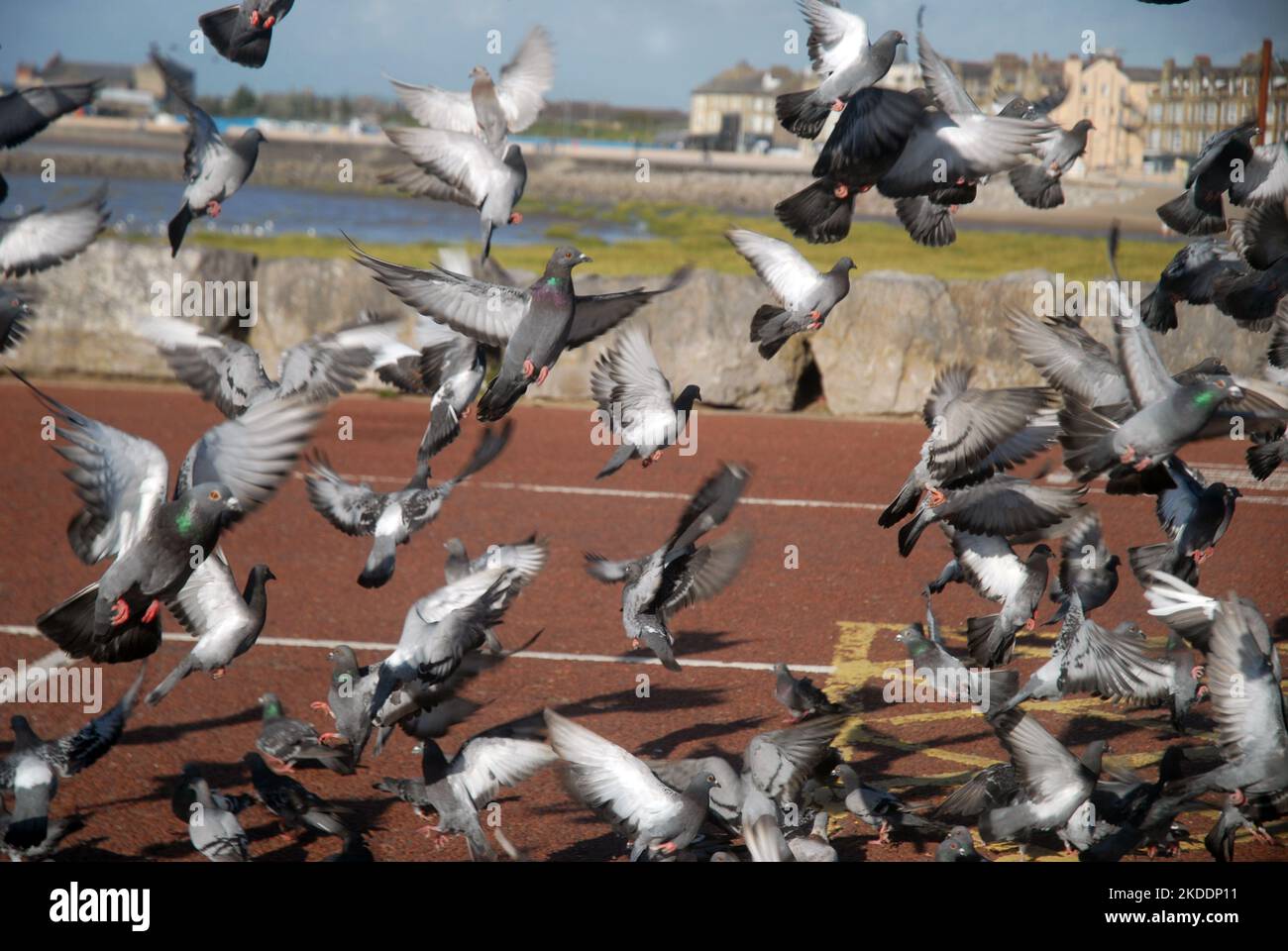 Troupeau de pigeons, Morecambe, Lancashire, Angleterre. Banque D'Images