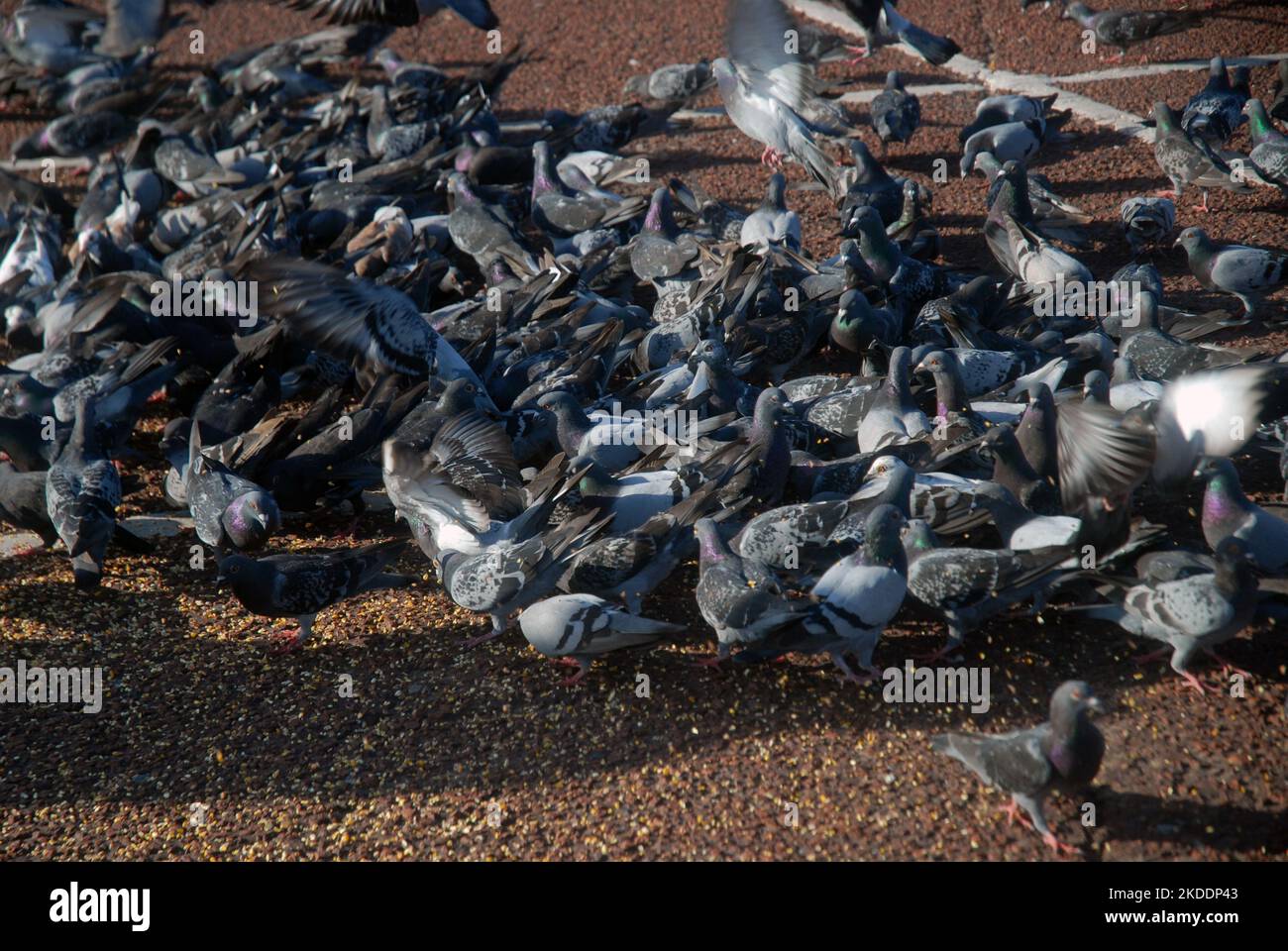 Troupeau de pigeons, Morecambe, Lancashire, Angleterre. Banque D'Images