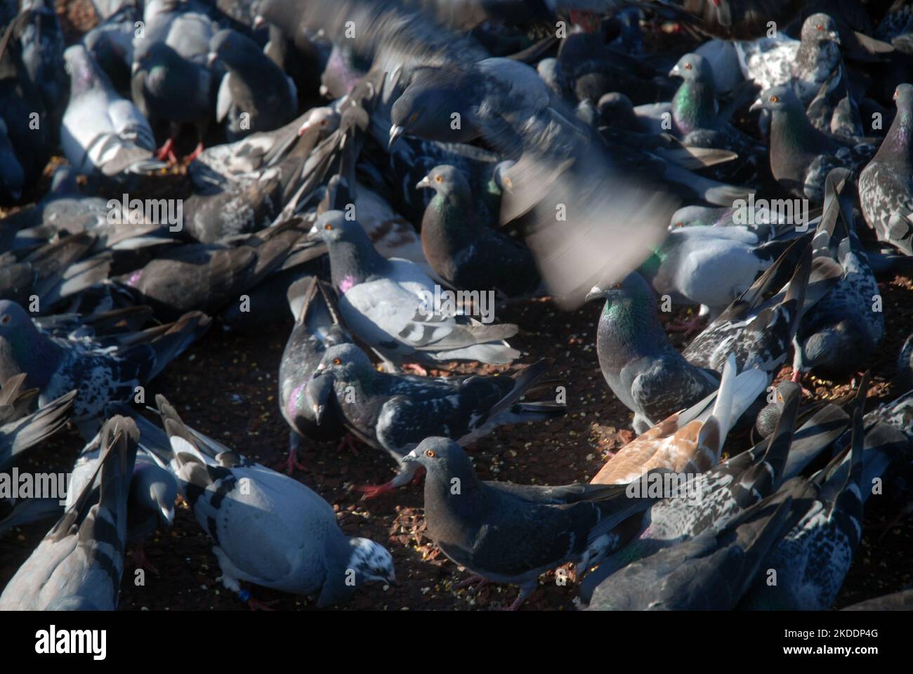 Troupeau de pigeons, Morecambe, Lancashire, Angleterre. Banque D'Images