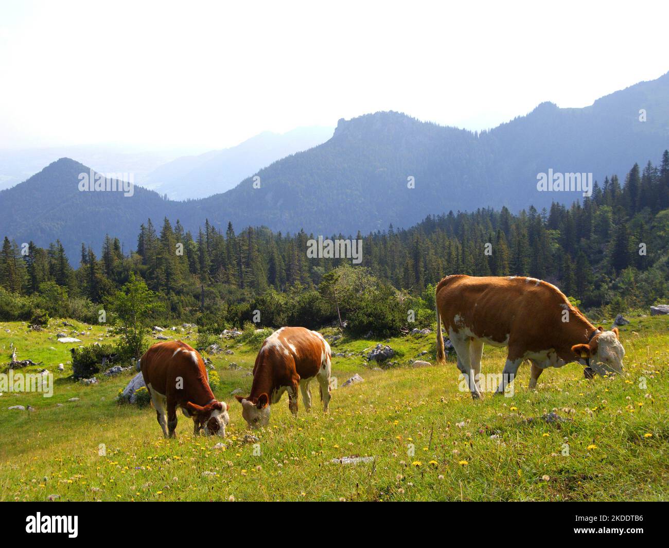 Pâturage des vaches dans un pâturage alpin sur Kampenwand, montagne, Chiemgau, Bavière, Allemagne Banque D'Images