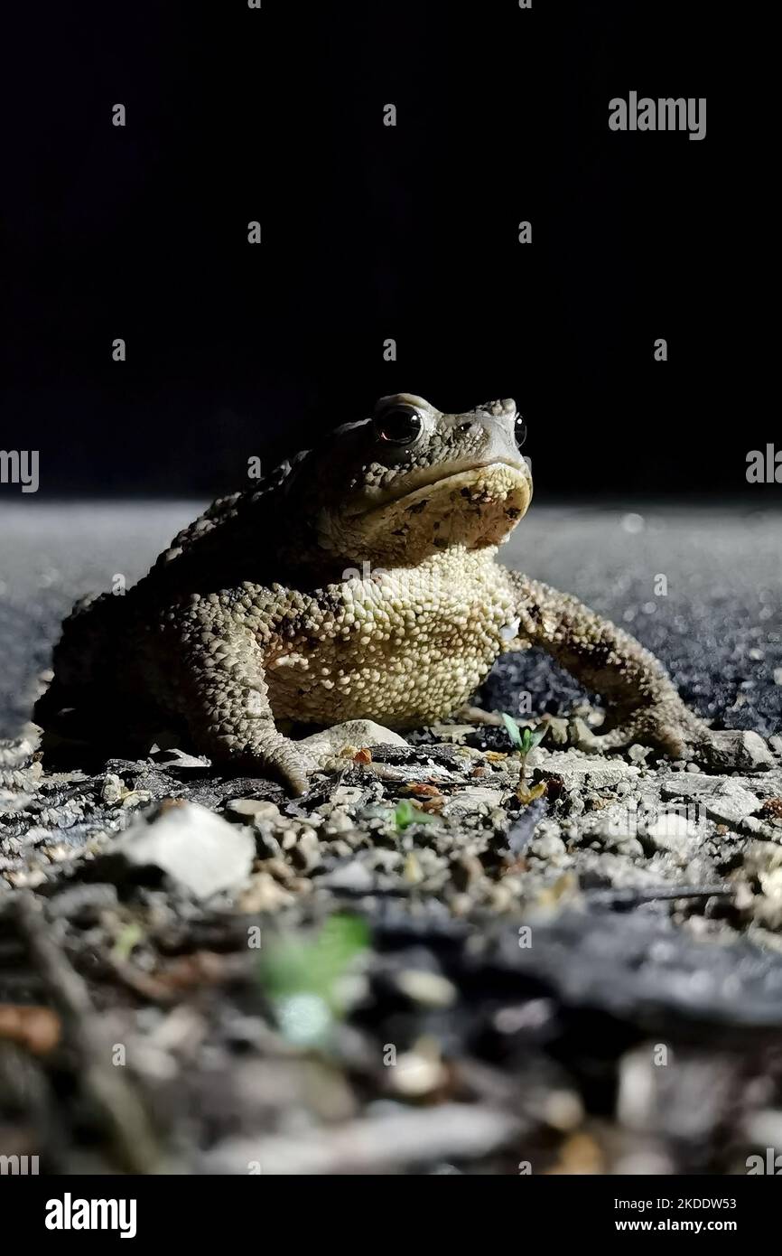Moon toad Banque de photographies et d'images à haute résolution - Alamy
