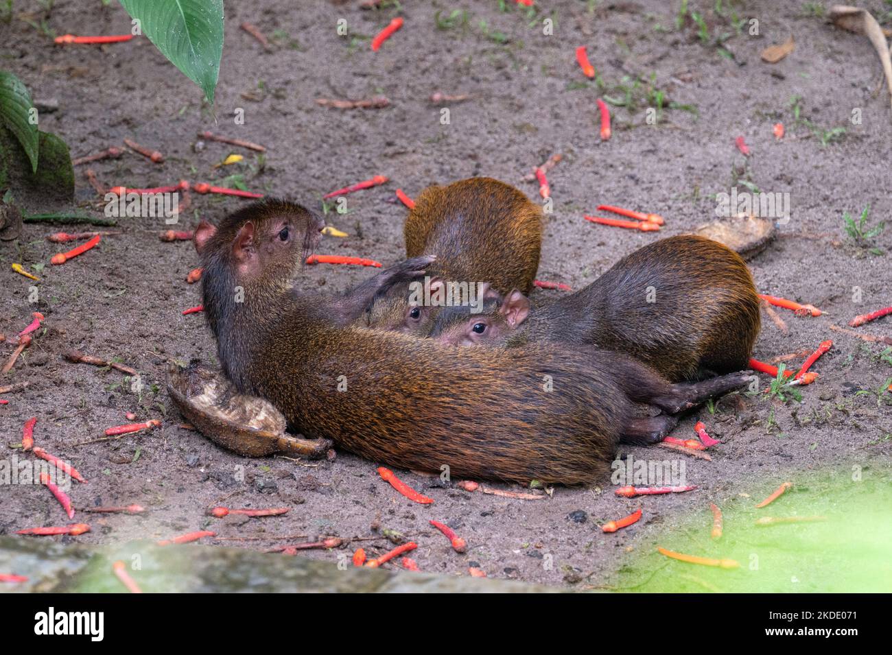 L'Amérique centrale Agouti allaite sa jeune fille au Panama Banque D'Images