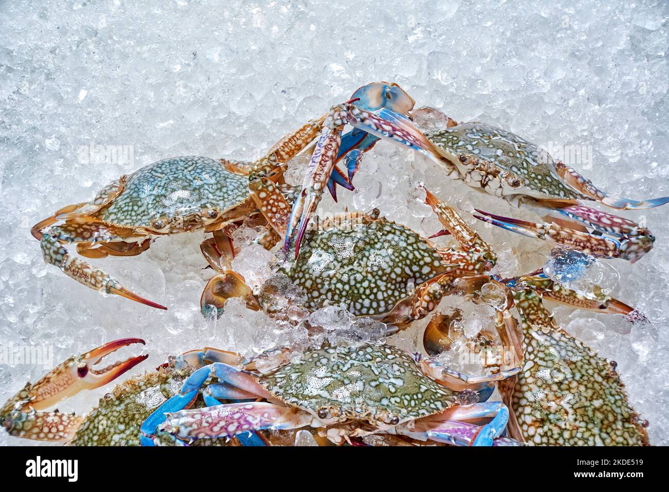 Crabes bleus colorés sur la glace du marché Banque D'Images