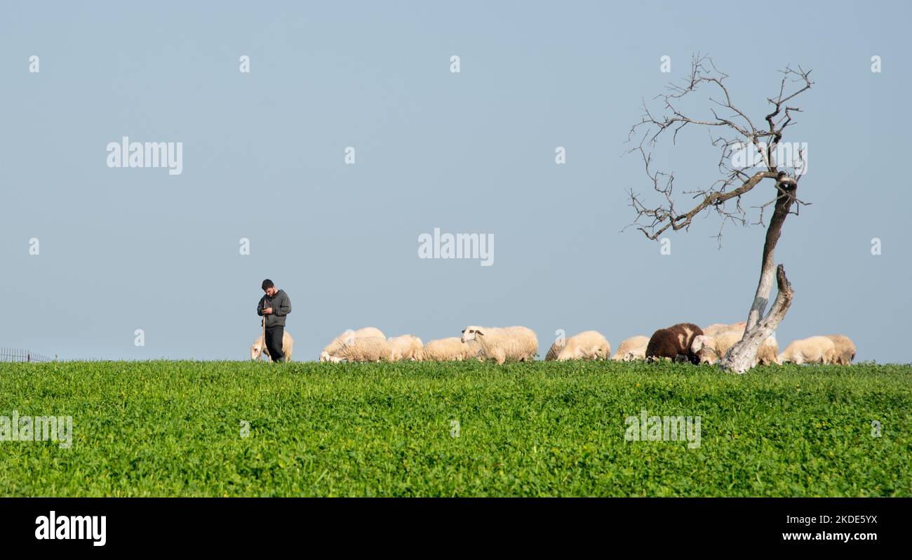 Berger avec troupeau de chèvres nourrissant des animaux sur les prairies en plein air Banque D'Images