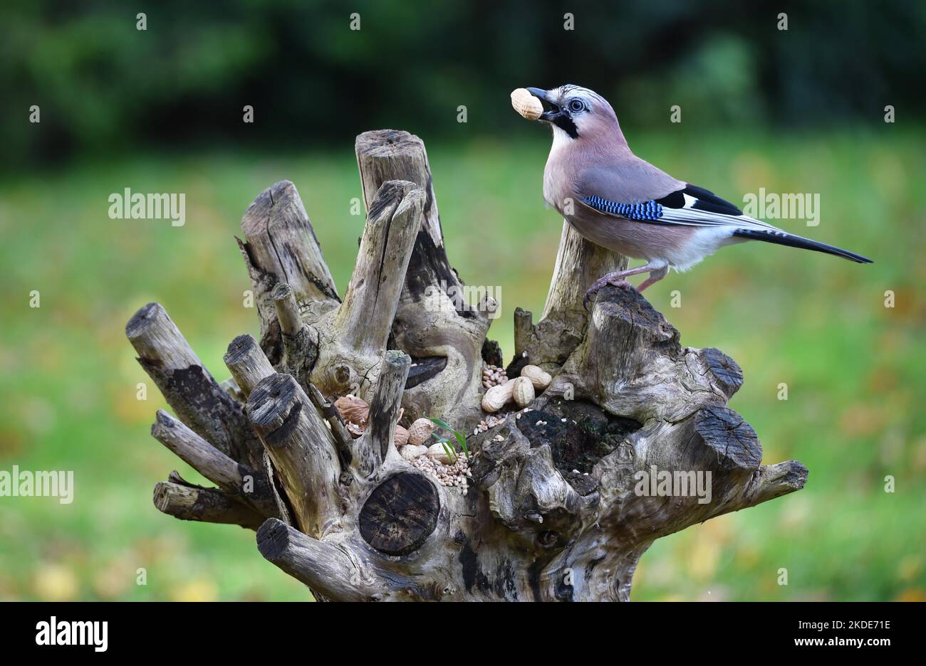 le geai eurasien (Garrulus glandarius) au lieu d'alimentation avec des graines de bouleau et des arachides Banque D'Images