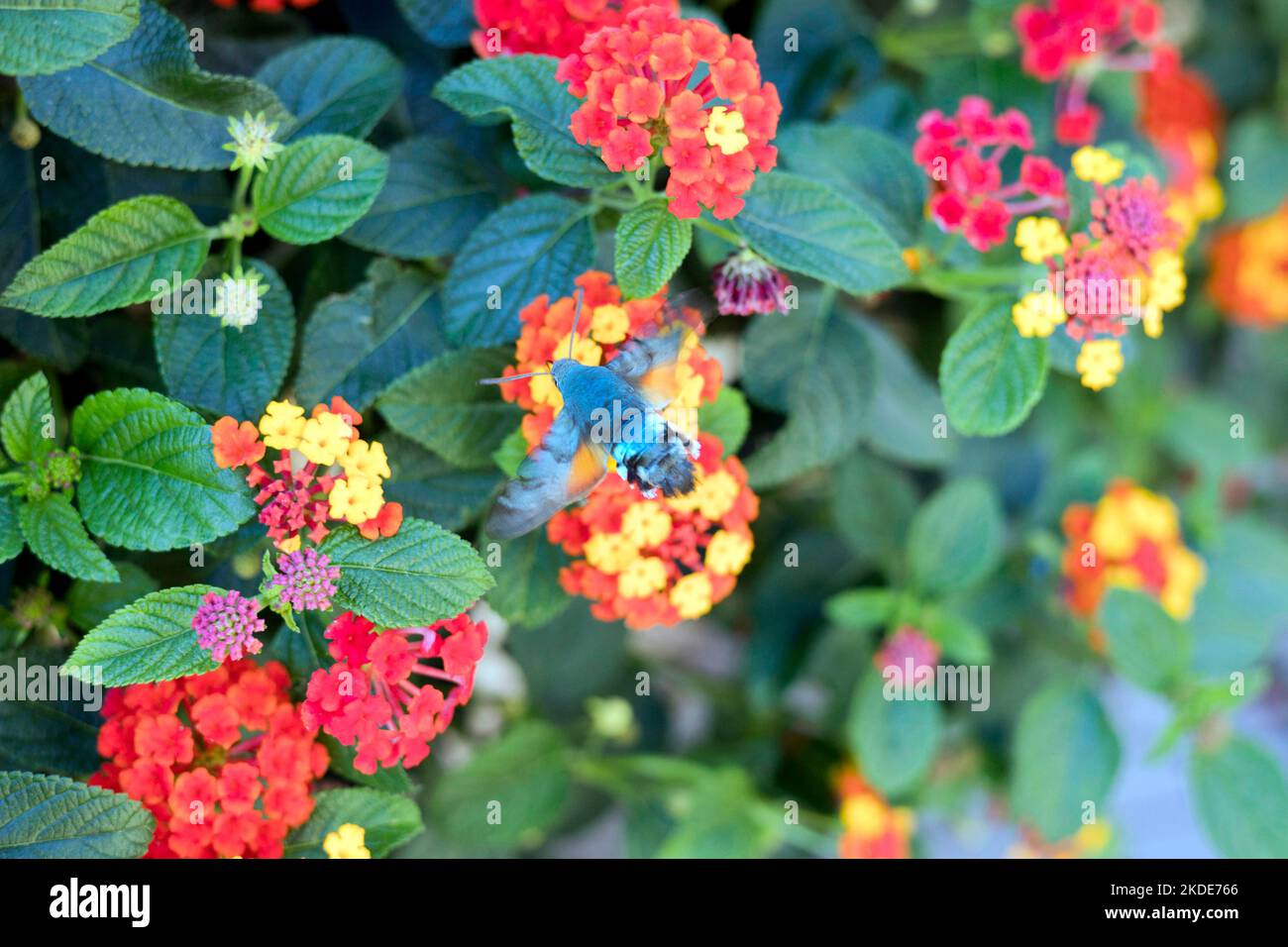 Hummingbird Hawk-Moth (Macroglossum stellatarum) en vol à la mode sur une anémone de bois (Lantana), Saranda, Albanie Banque D'Images