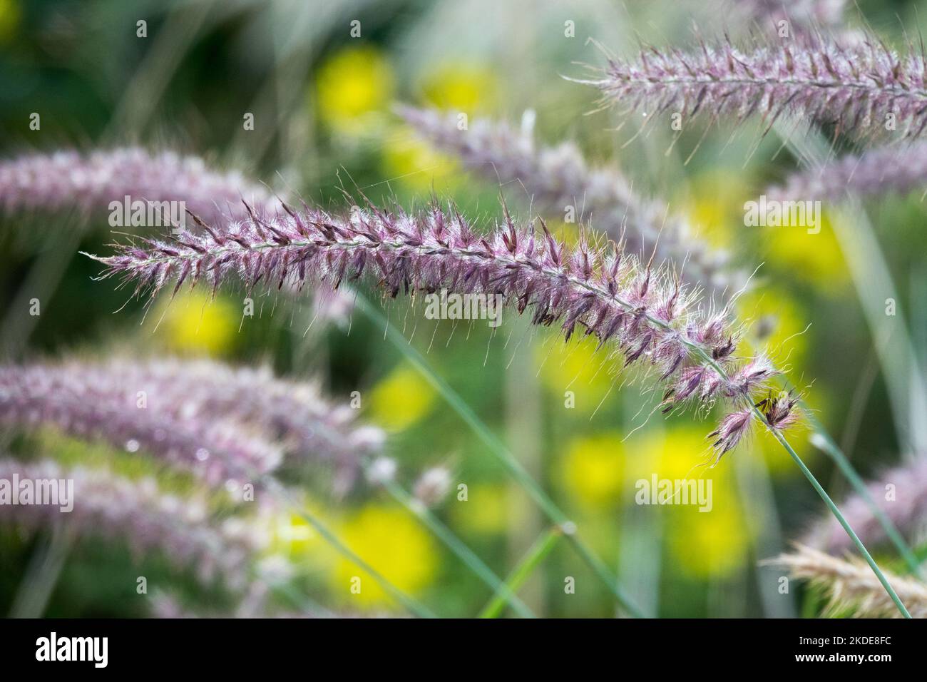 Pennisetum 'Karley Rose' têtes de fleurs Pennisetum orientale magnifique cultivar Banque D'Images