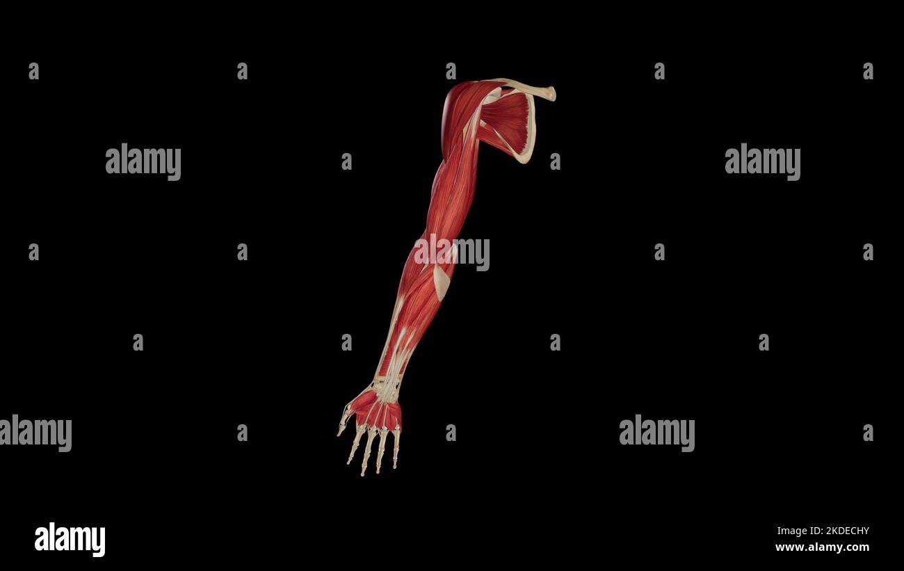 Vue antérieure des muscles du membre supérieur Banque D'Images