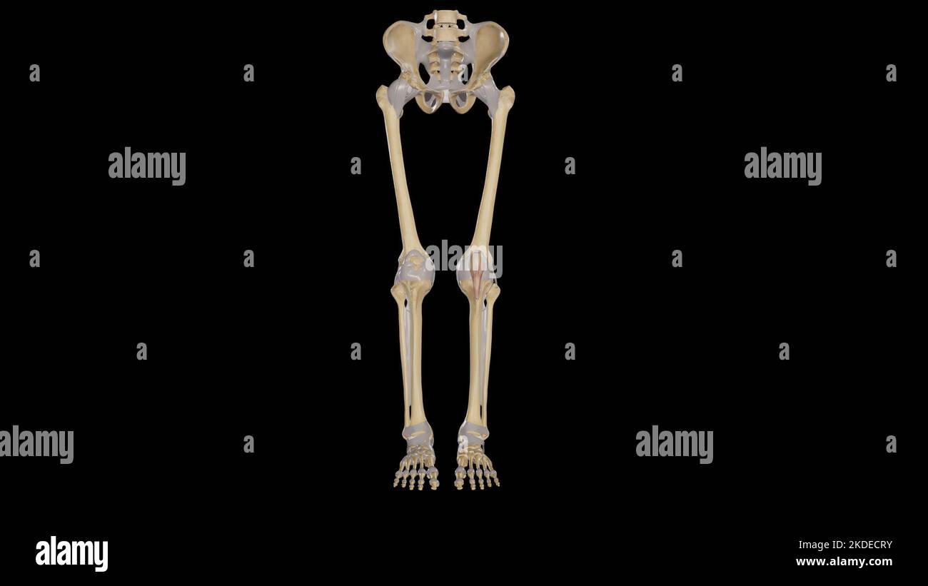 Vue antérieure des articulations du membre inférieur Banque D'Images