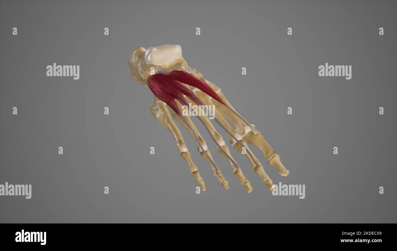 Muscles extenseurs du pied Banque D'Images