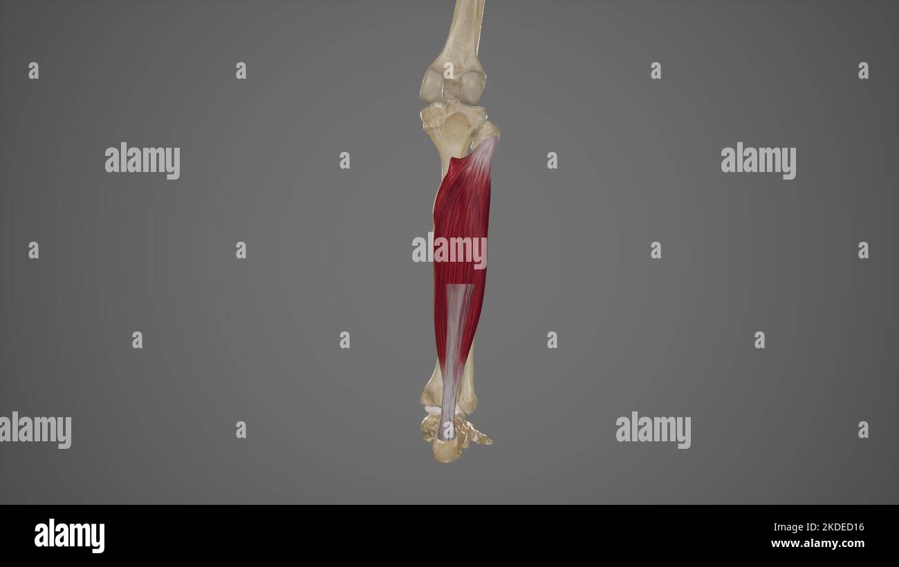 Illustration médicale du muscle soléaire Banque D'Images