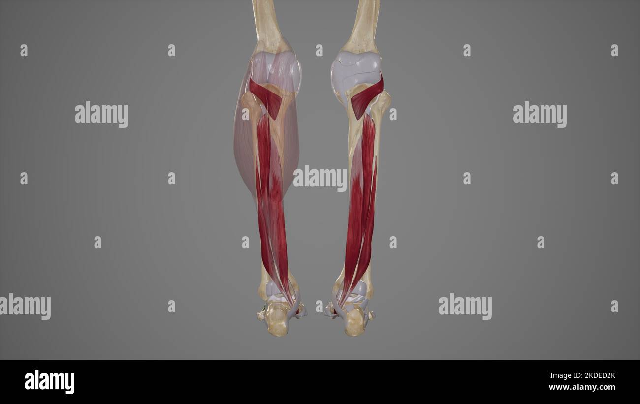 Muscles postérieurs profonds de la jambe inférieure Banque D'Images