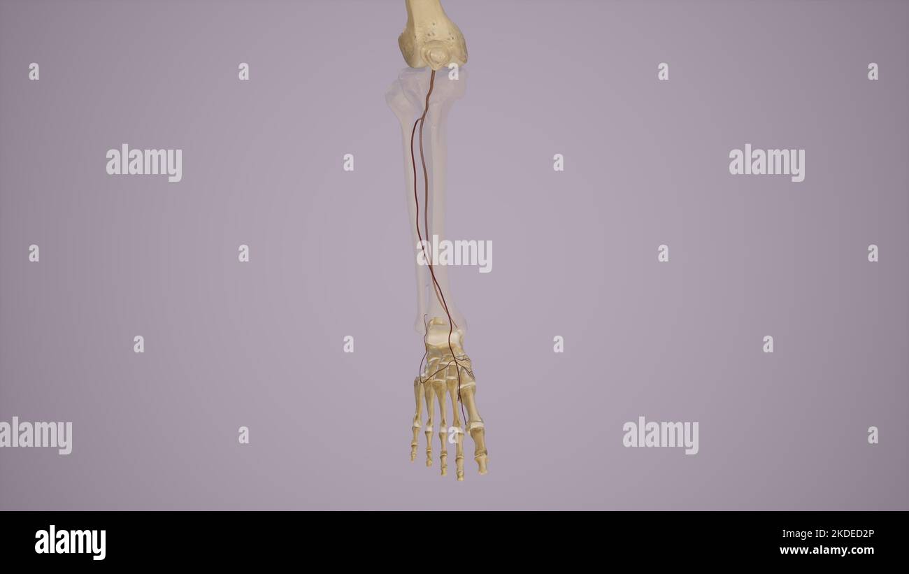 Illustration médicale de l'artère dorsale Pedes Banque D'Images