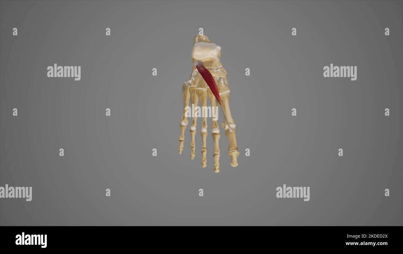 Illustration médicale de l'extenseur Hallucis Brevis Banque D'Images