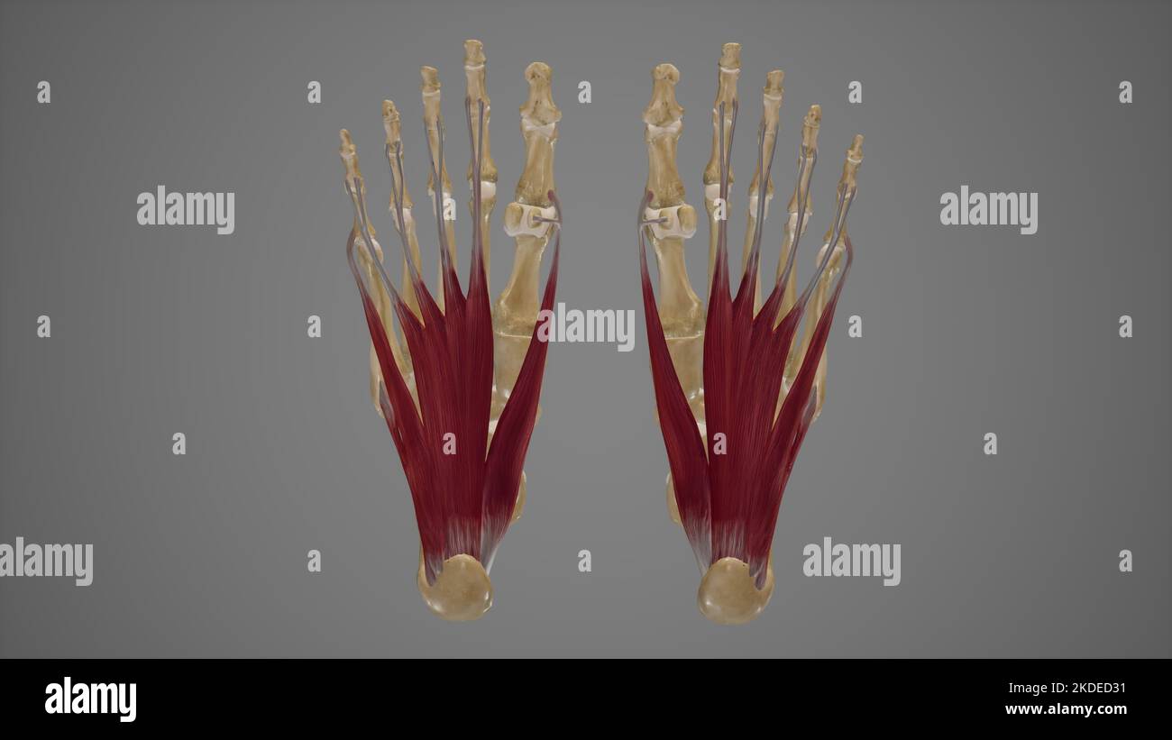 Muscles de la semelle du pied première couche Banque D'Images