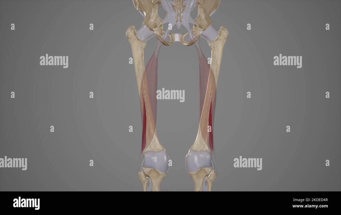 Illustration médicale précise de la tête courte du biceps Femoris Banque D'Images