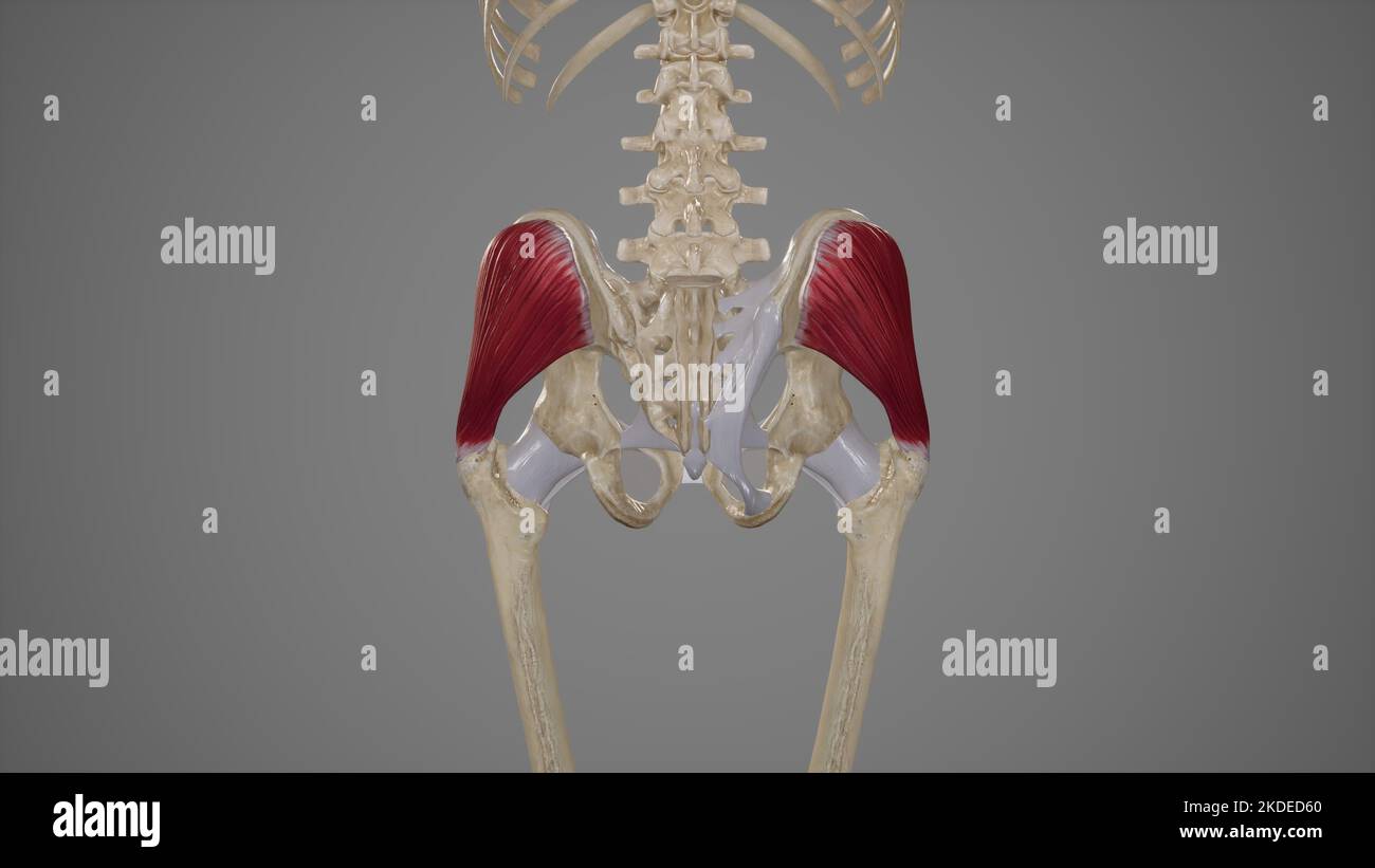 Illustration médicale du muscle fessier Medius Banque D'Images