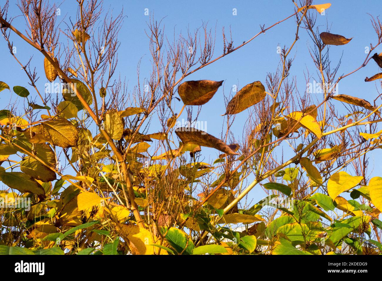 Automne, mauvaise herbe asiatique, Fallopia japonica, Fallopia, mauvaise herbe, Reynoutria, Bush, Knotweed japonais, plante, feuilles Banque D'Images