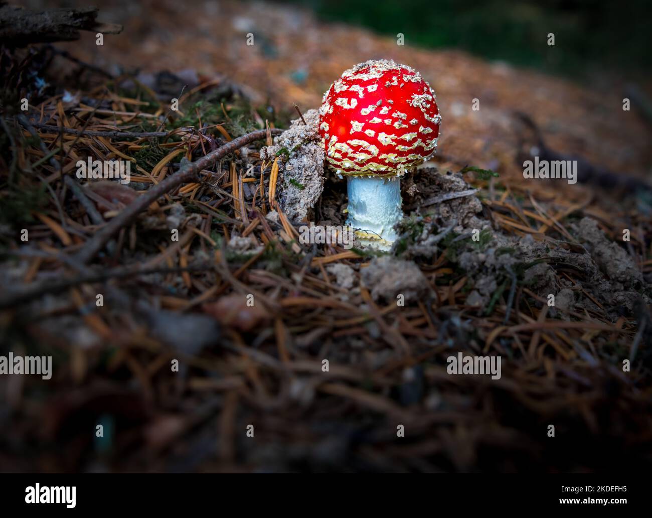 Belle mouche fraîche champignon agarique , conte de fées typique toadstool croissant dans la forêt .Amanita muscaria , avec copyspace . Banque D'Images