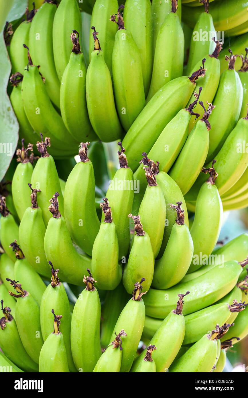 Branche de bananes sur un palmier. Bananes vertes fraîches fruits poussant sur la ferme tropicale pendant la récolte en Asie ou en Amérique du Sud. Alimentation brute, agriculture, concept d'agriculture. Photo de haute qualité Banque D'Images