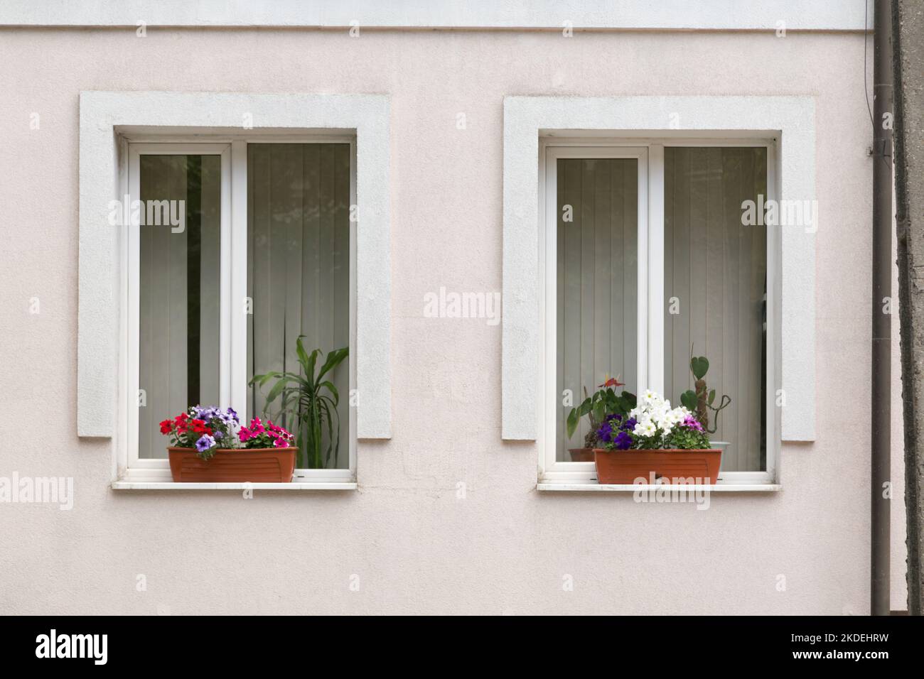 Fleurs ornementales en pots sur les fenêtres de la maison. Pots de fleurs en plastique avec de belles décorations d'annuals et de géraniums. Banque D'Images