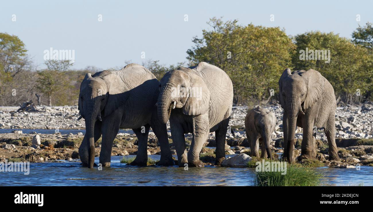 Éléphants de brousse africains (Loxodonta africana), troupeau avec bébé éléphant buvant dans un trou d'eau, Parc national d'Etosha, Namibie, Afrique Banque D'Images