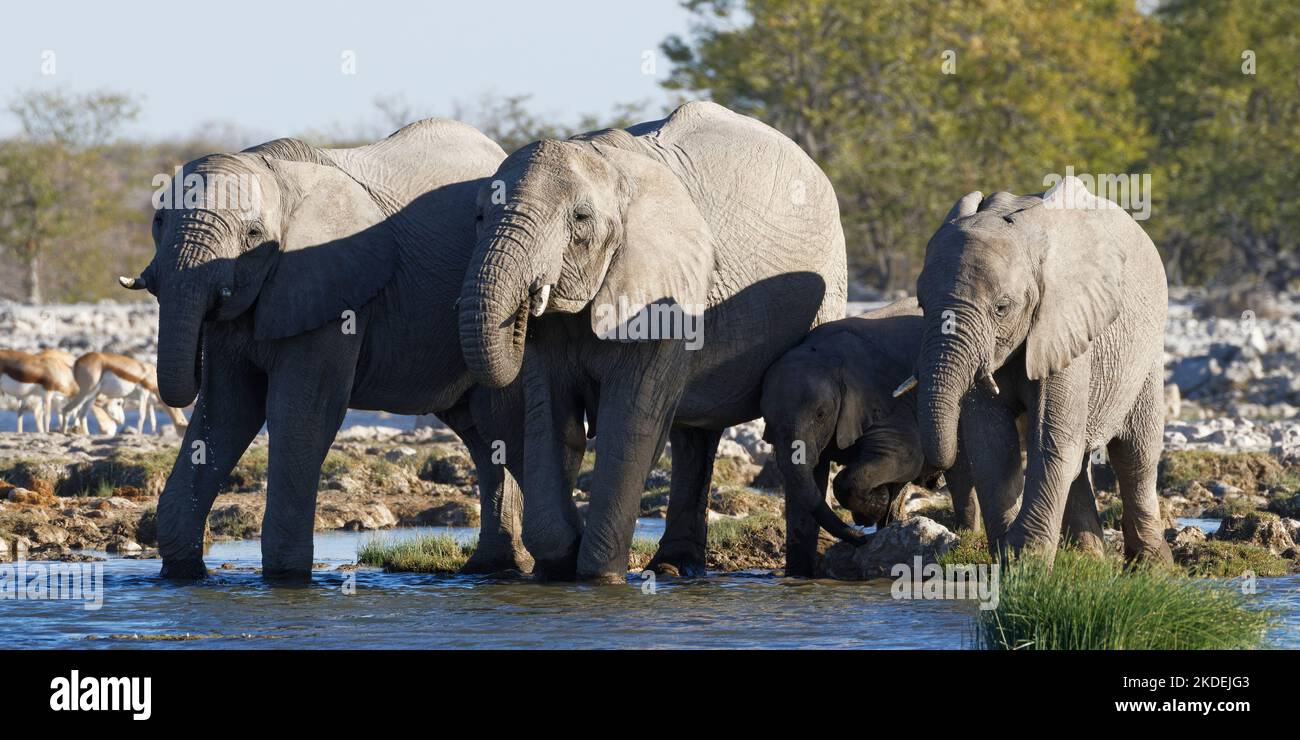 Éléphants de brousse africains (Loxodonta africana), troupeau avec bébé éléphant buvant dans un trou d'eau, Parc national d'Etosha, Namibie, Afrique Banque D'Images