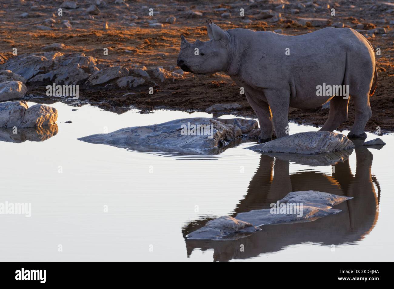 Rhinocéros noir (Diceros bicornis), jeune, réfléchissant dans l'eau, debout au trou d'eau, lumière du soir, Parc national d'Etosha, Namibie, Afrique Banque D'Images