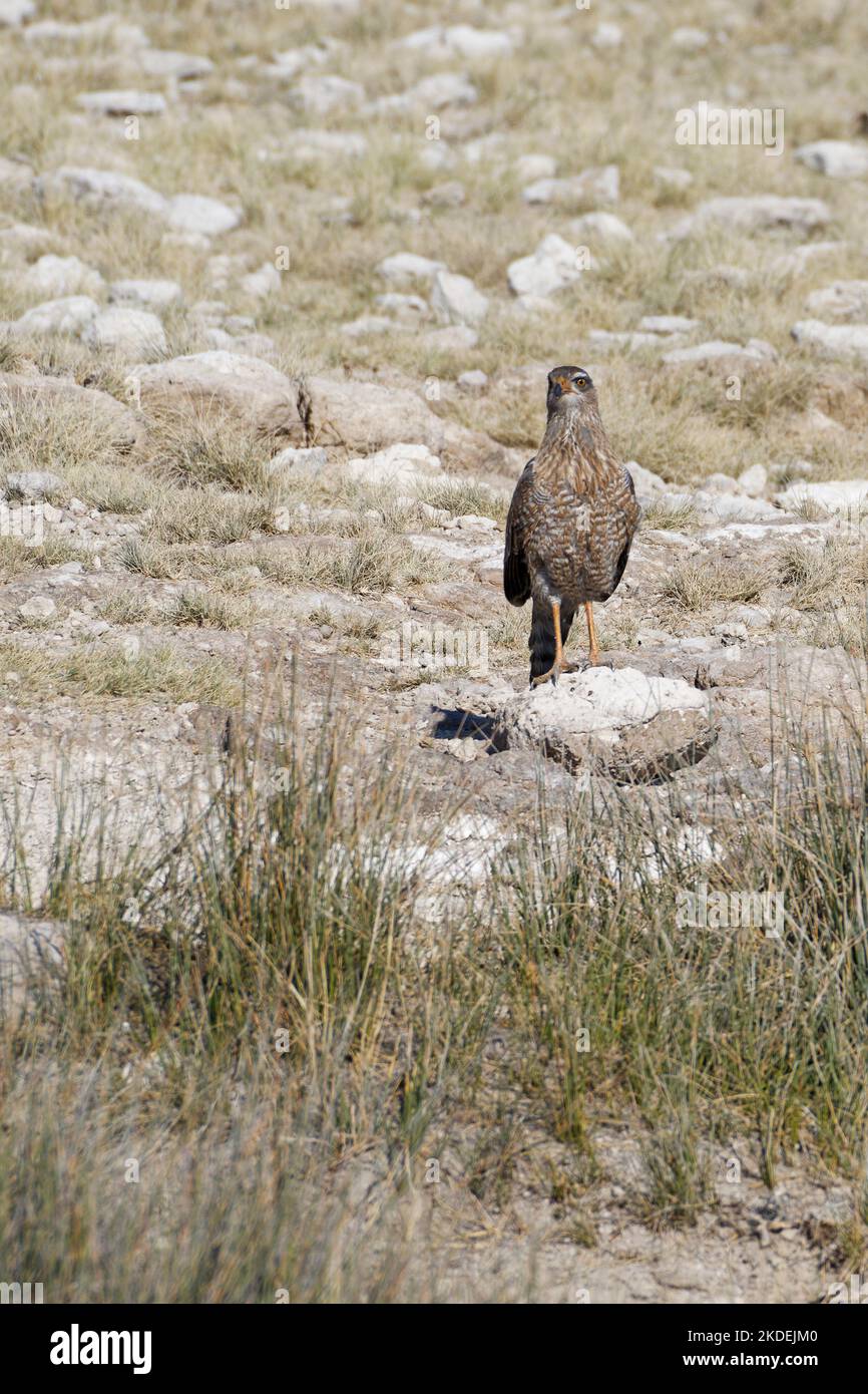 Perfaucon à chantage pâle (Melierax canorus), immature, perché sur une pierre au trou d'eau, observation, Parc national d'Etosha, Namibie, Afrique Banque D'Images